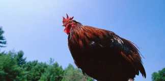 Filosofi dalam Peribahasa “Bila-bila Gafi Manu”