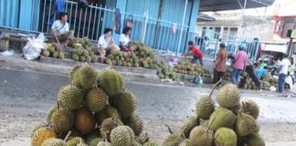 Berwisata ke Nias dengan Bonus Musim Duren…