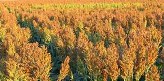 Makanan Pengganti, Sorgum Cocok Dibudidayakan di Nias