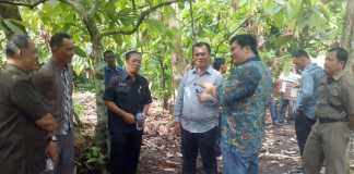 Kakao Bisa Jadi Komoditas Andalan Ekspor di Kota Gunungsitoli