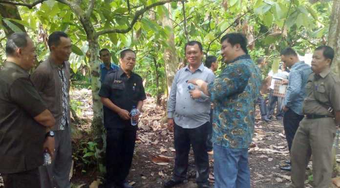 Kakao Bisa Jadi Komoditas Andalan Ekspor di Kota Gunungsitoli