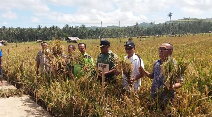 Sistem Pengairan di Setiap Areal Sawah di Nias Selatan Akan Dibangun