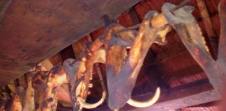 “Simbi”, Tanda Penghormatan Tulus Orang Nias