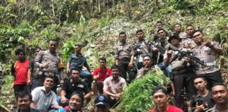 Polisi Gerebek Kebun Ganja di Hilinamöza’ua Raya, Nias Selatan