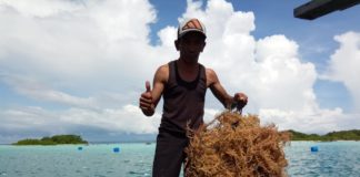 Iwan Setiawan Rintis Budidaya Rumput Laut di Pulau Wunga
