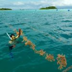 Pembibitan Rumput Laut