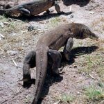 345px-Komodo_Dragons_in_the_wild_on_Rinca_island_Indonesia.